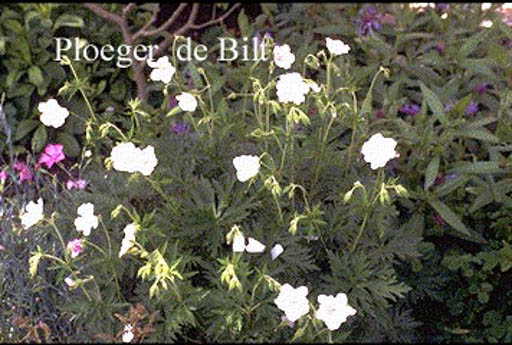 Geranium pratense 'Galactic'