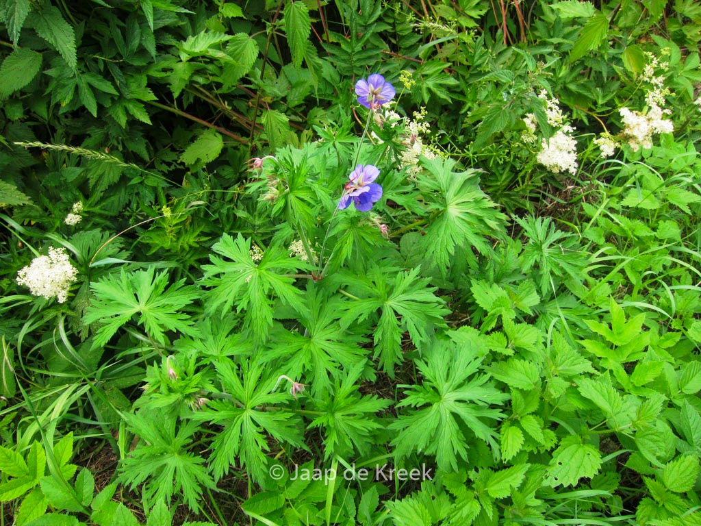Geranium pratense