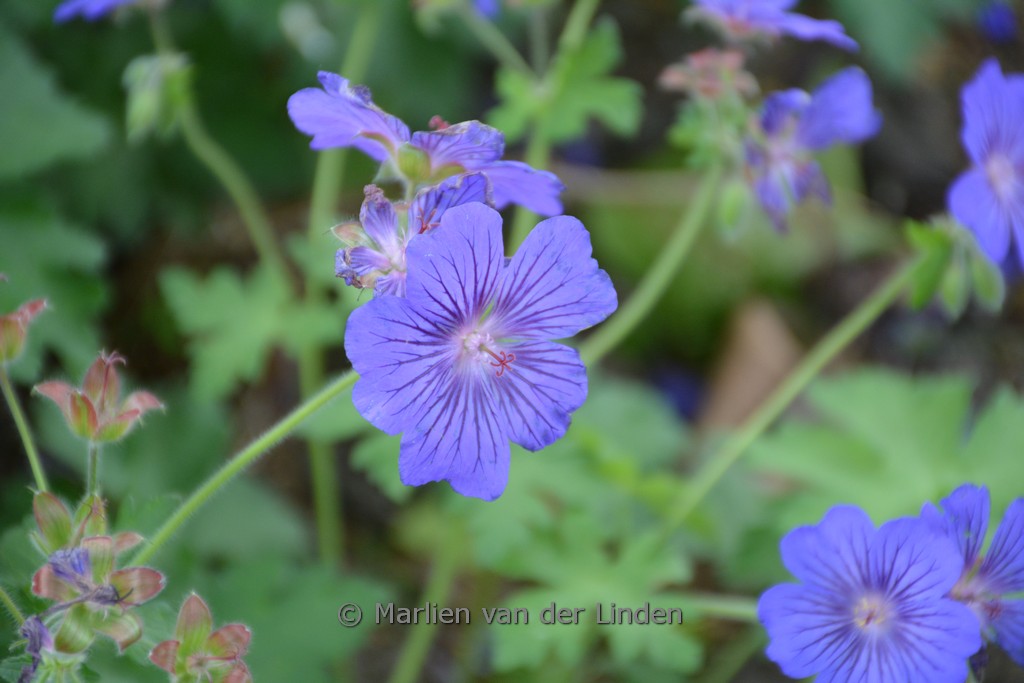 Geranium 'Sabani Blue'
