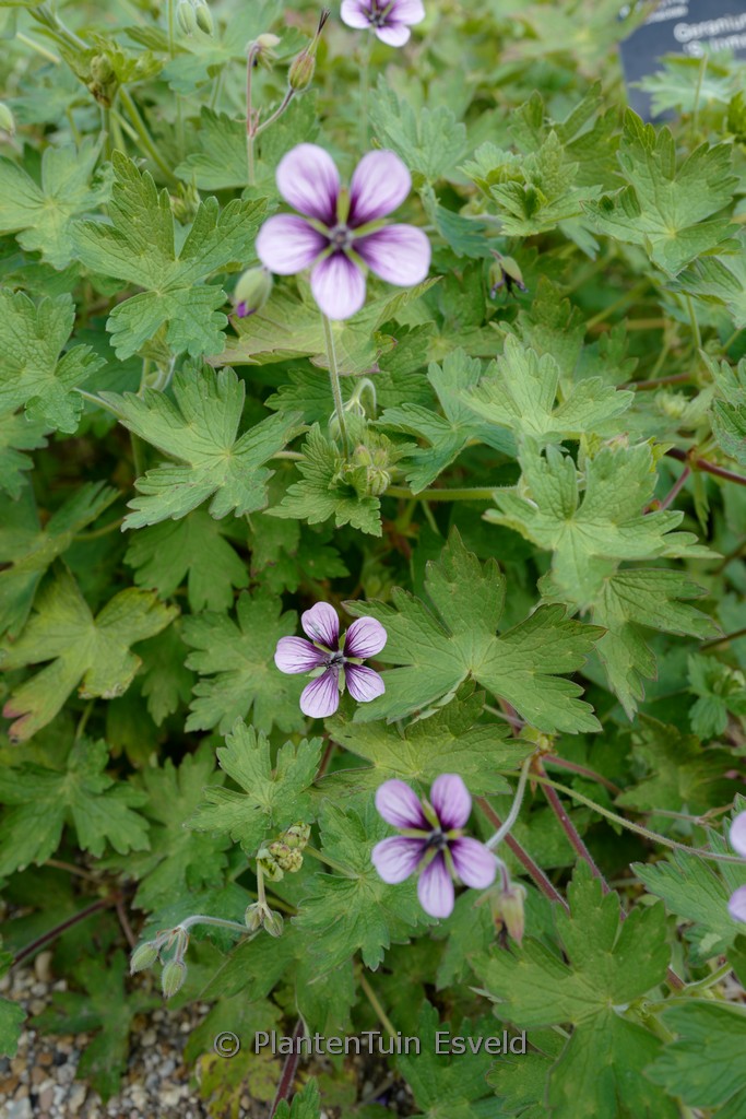 Geranium 'Salome'