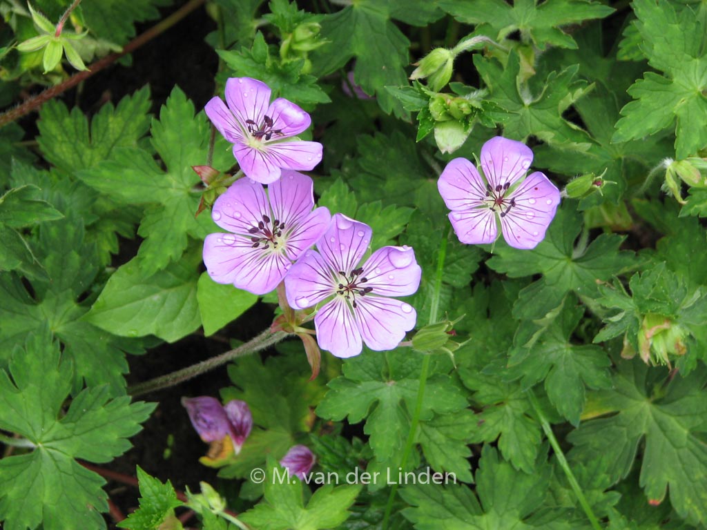 Geranium 'Sweet Heidy'