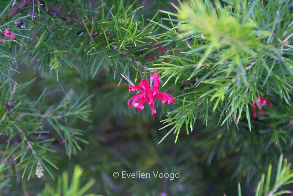 Grevillea 'Canberra Gem'
