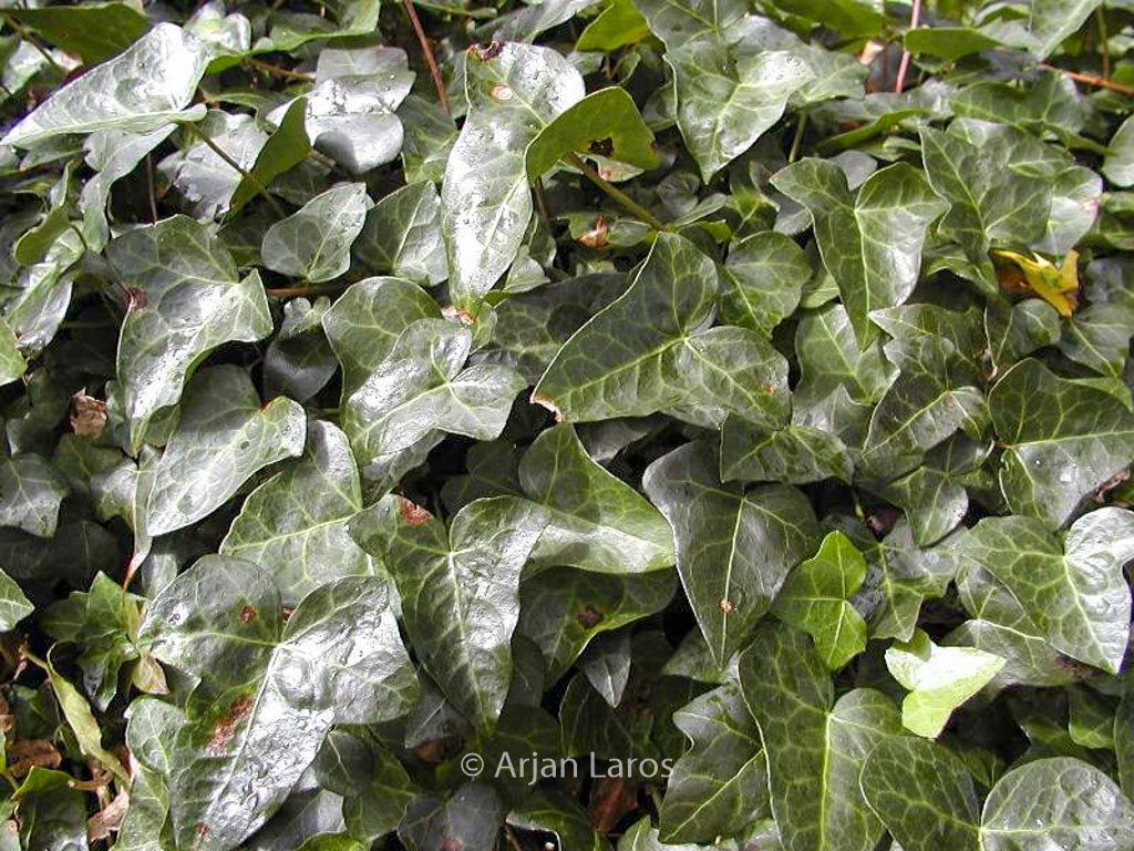 Hedera helix 'Atropurpurea'