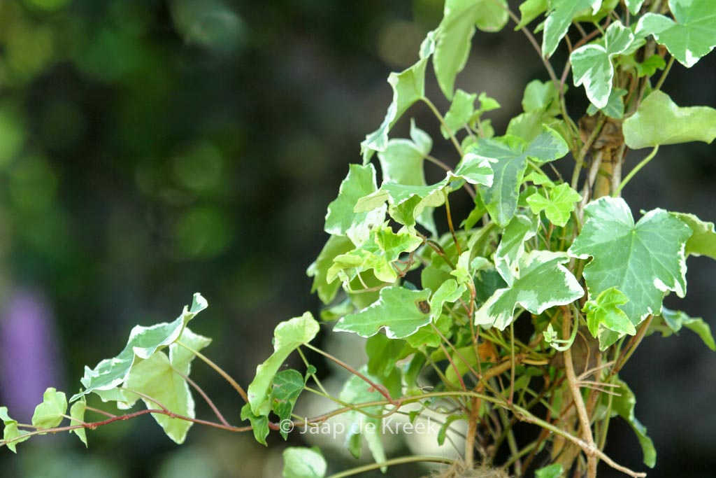 Hedera helix 'Clotted Cream'