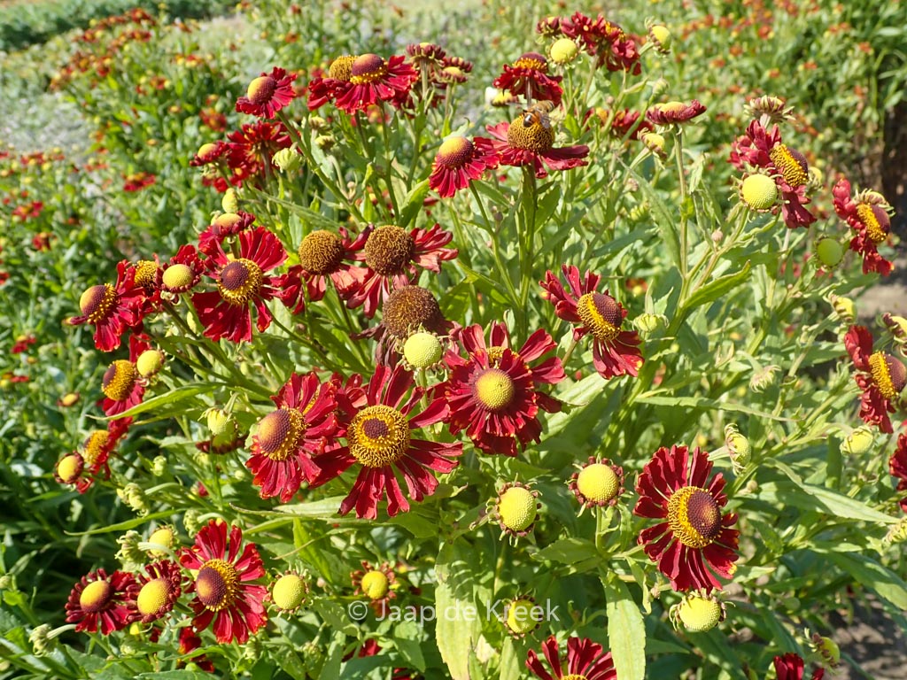 Helenium 'Mahagoni'