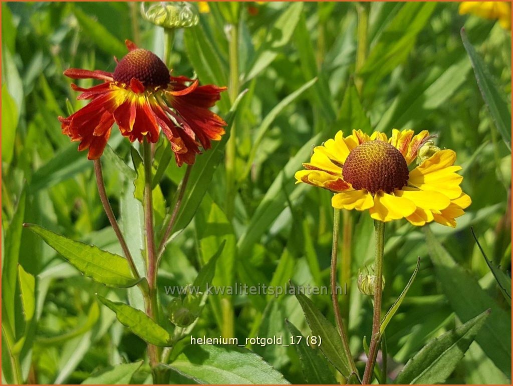 Helenium 'Rotgold'