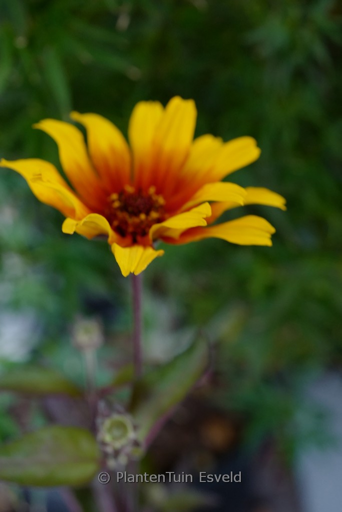 Heliopsis helianthoides 'Burning Hearts'