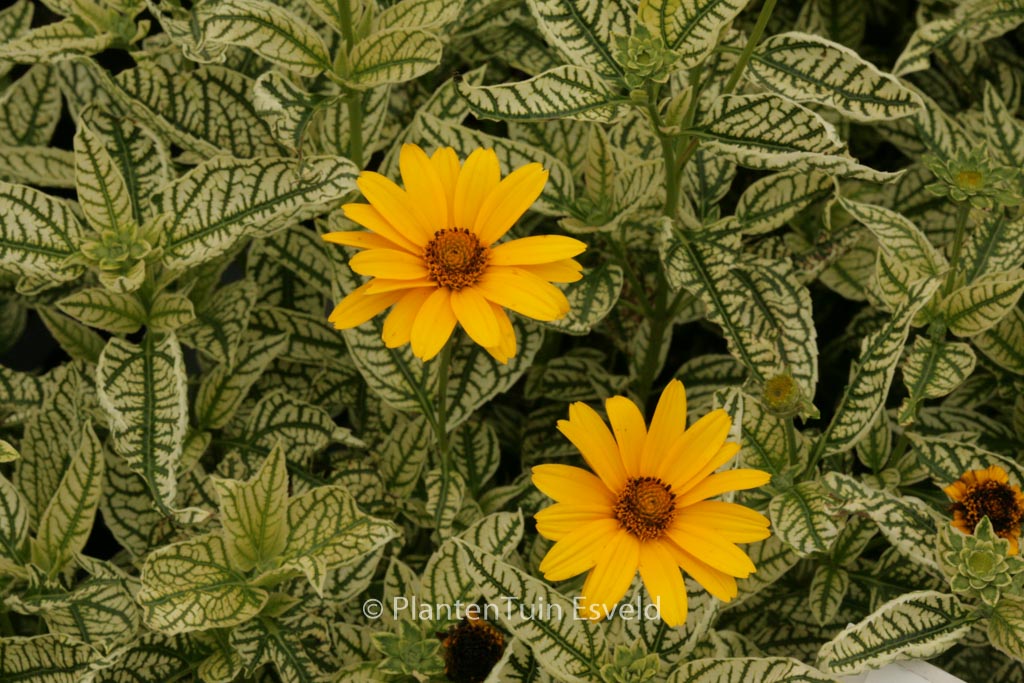 Heliopsis helianthoides 'Loraine Sunshine'