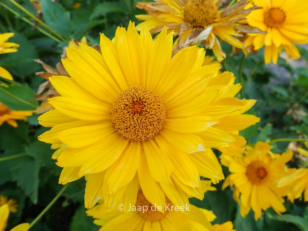 Heliopsis helianthoides 'Mars'