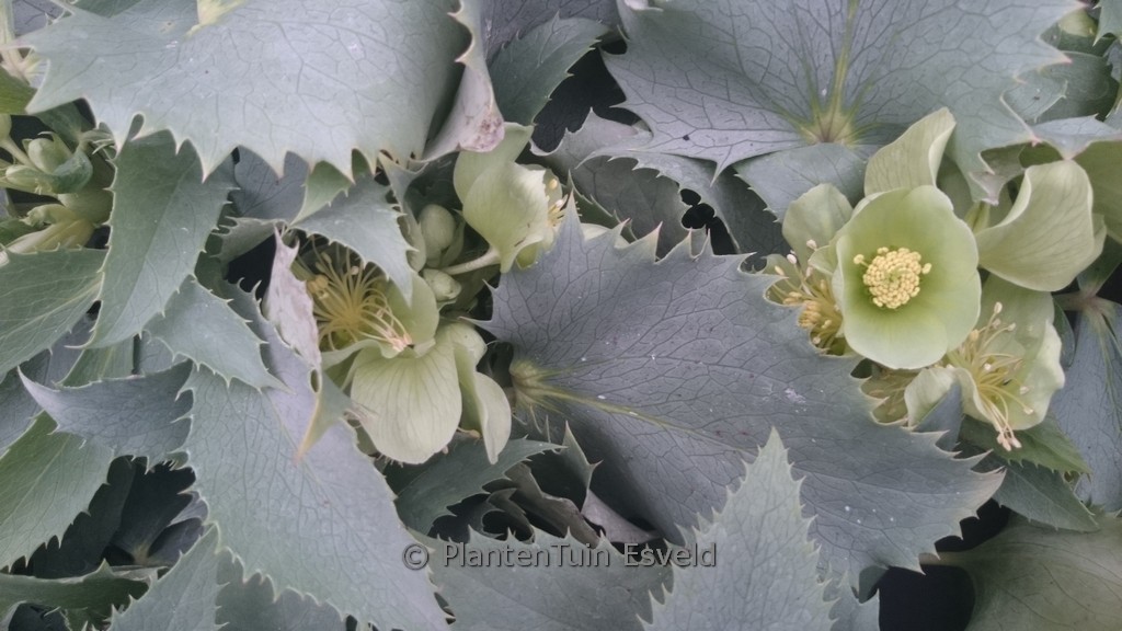 Helleborus argutifolius 'Silver Lace'