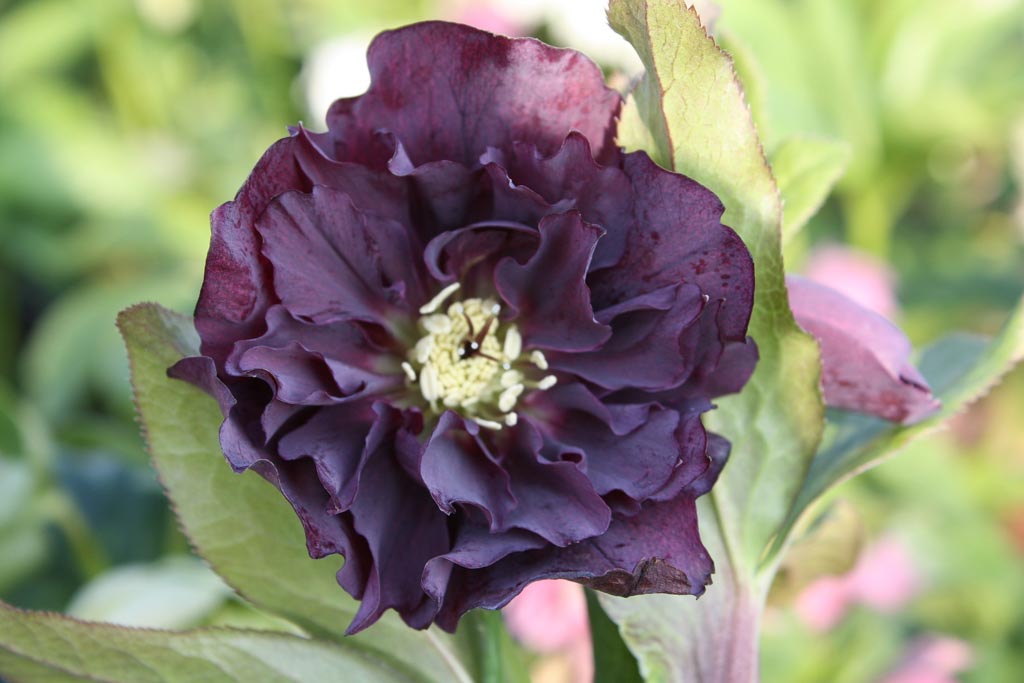 Helleborus orientalis 'Double Ellen Purple'