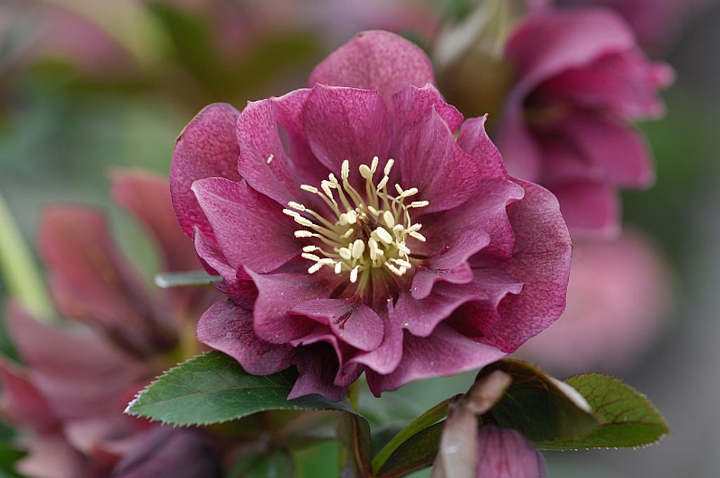 Helleborus orientalis 'Double Ellen Red'