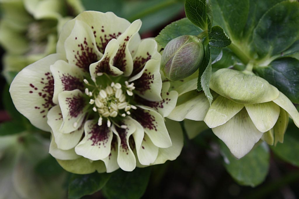 Helleborus orientalis 'Double Ellen Yellow Spotted'