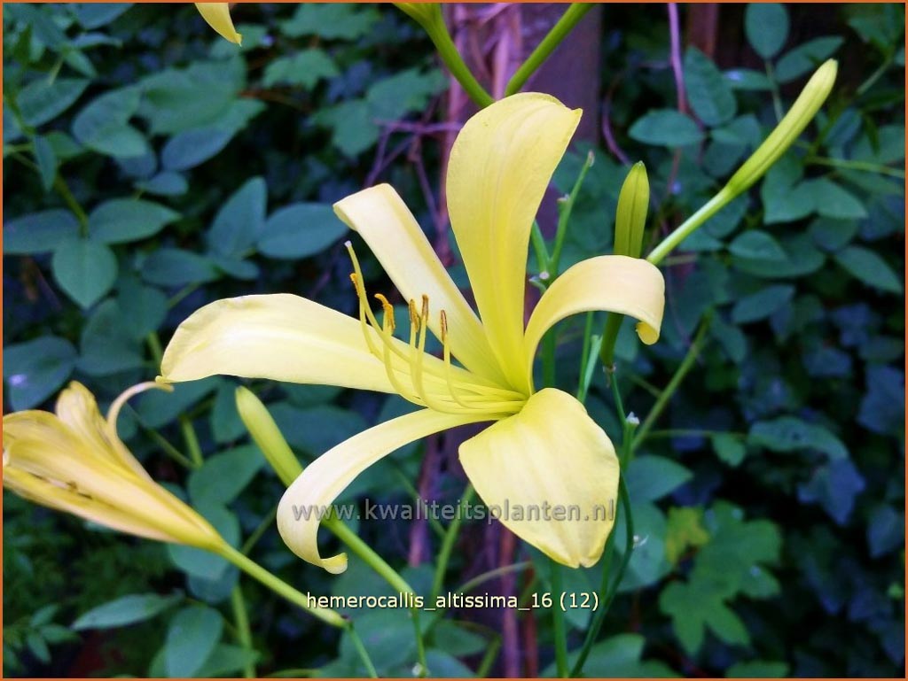 Hemerocallis altissima