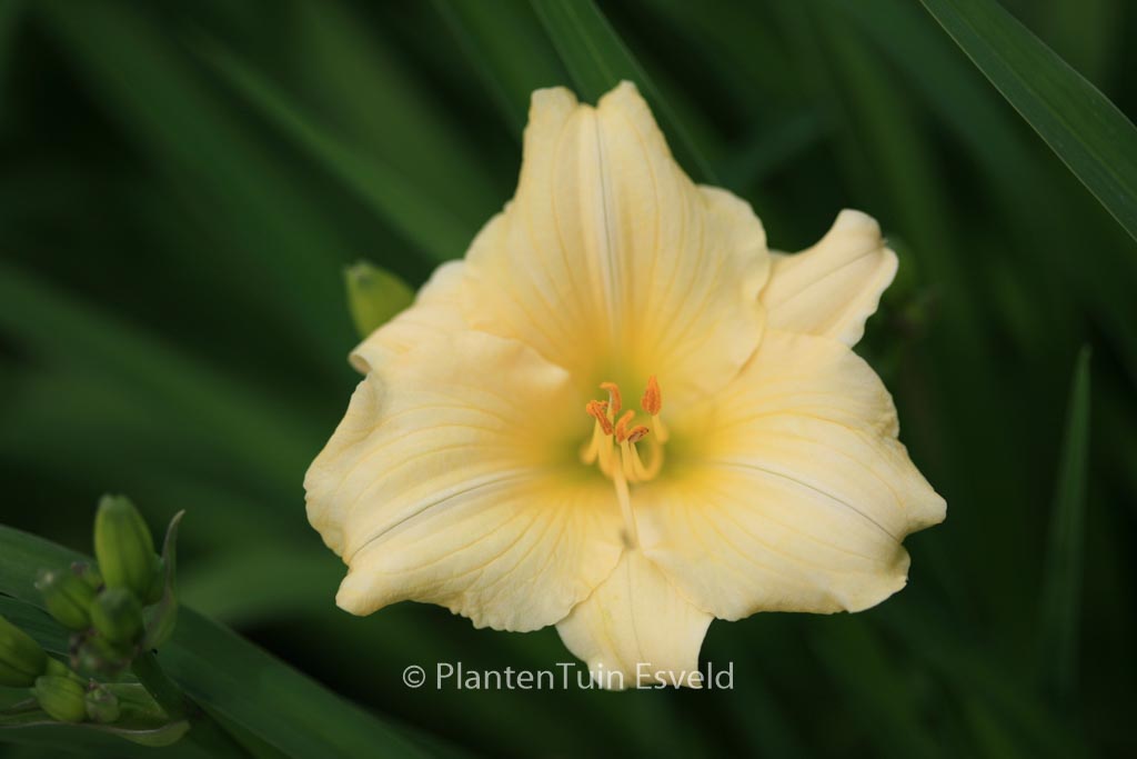 Hemerocallis 'Longfields Pearl'