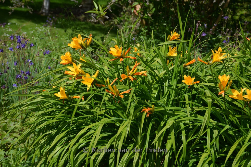 Hemerocallis middendorffii