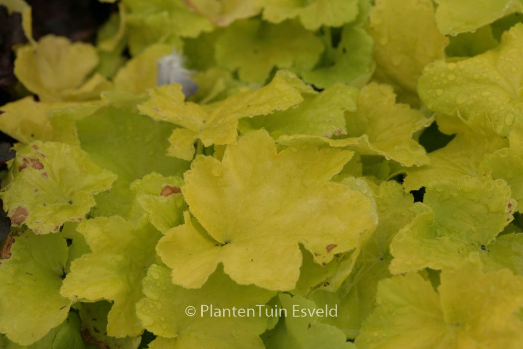 Heuchera 'Citronelle'