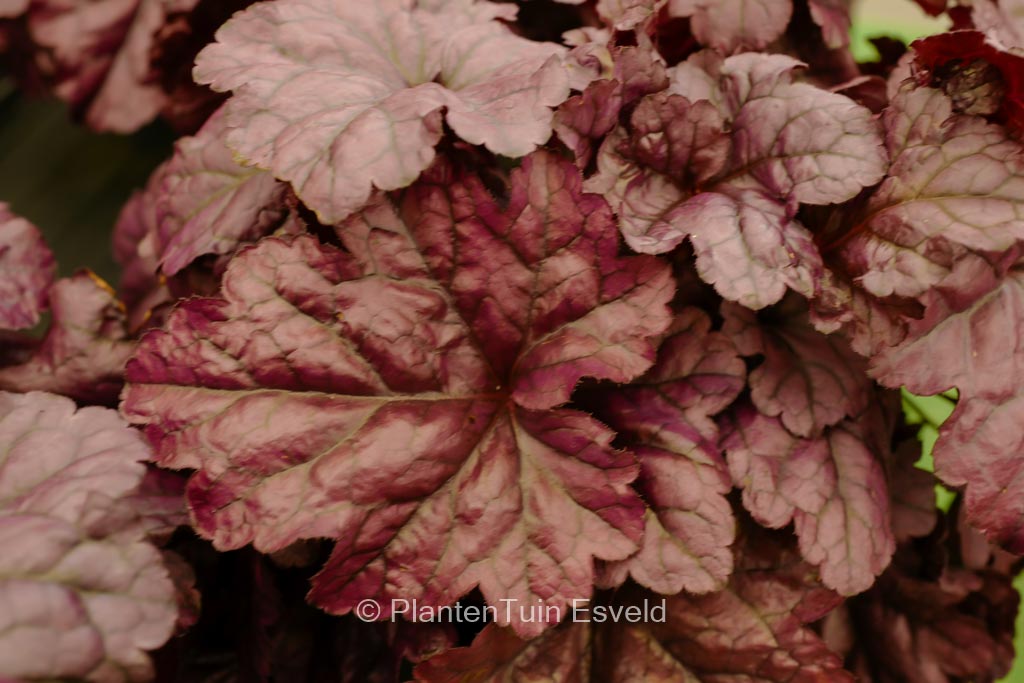 Heuchera 'Wildberry'