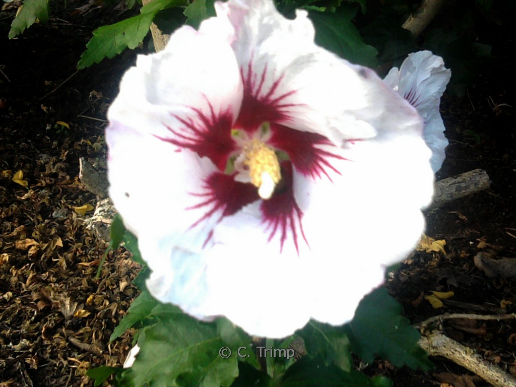 Hibiscus syriacus 'Helene'