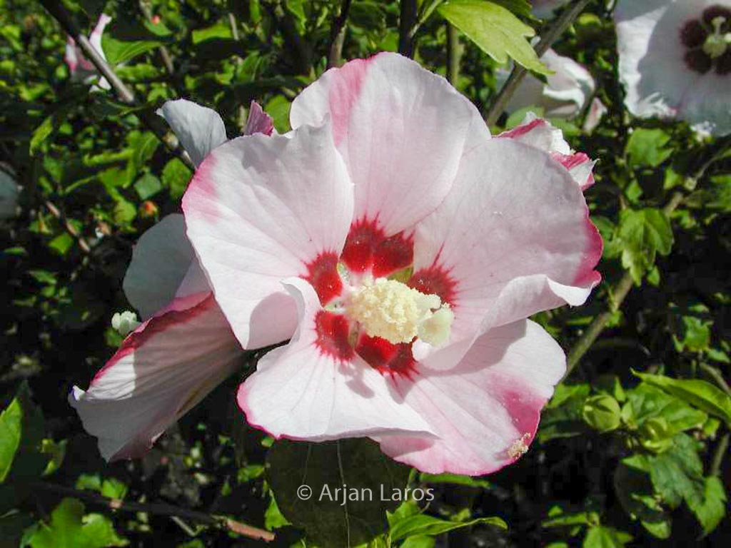 Hibiscus syriacus 'Mathilde'