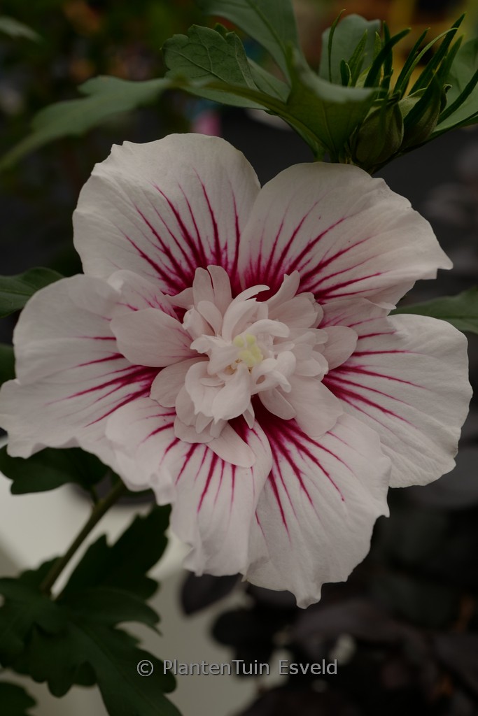 Hibiscus syriacus 'Starburst Chiffon'