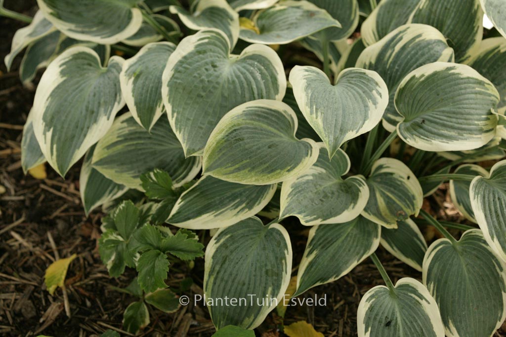 Hosta 'El Nino'