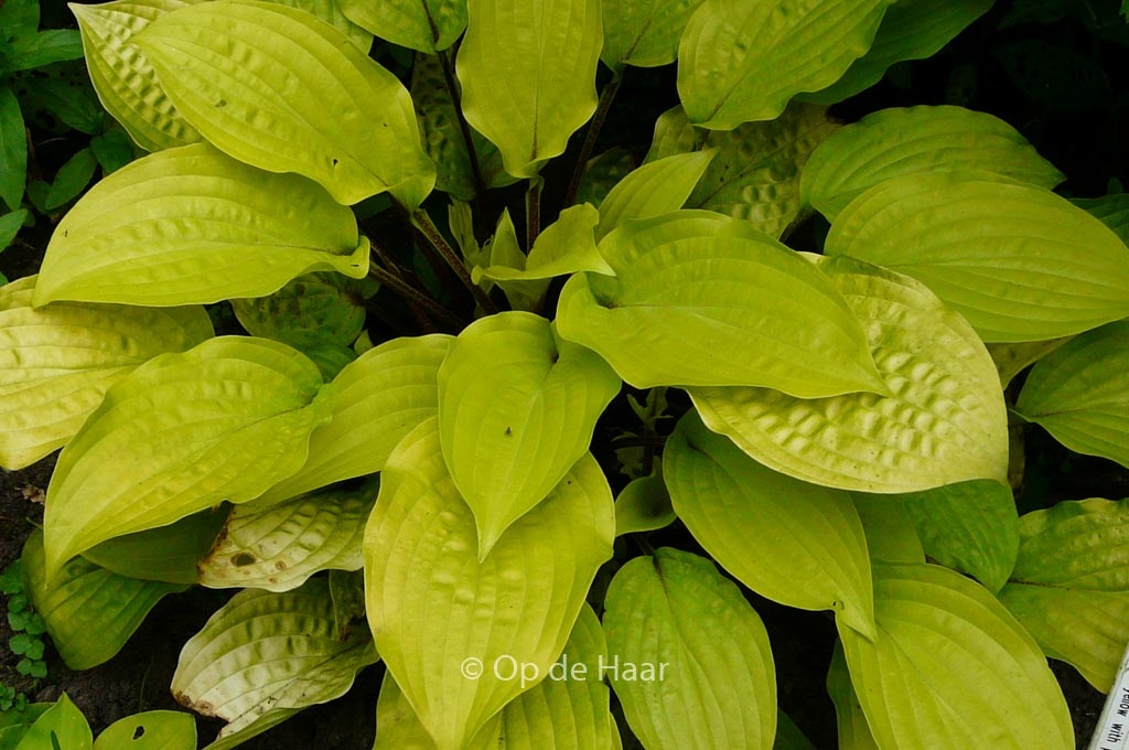 Hosta 'Fire Island'