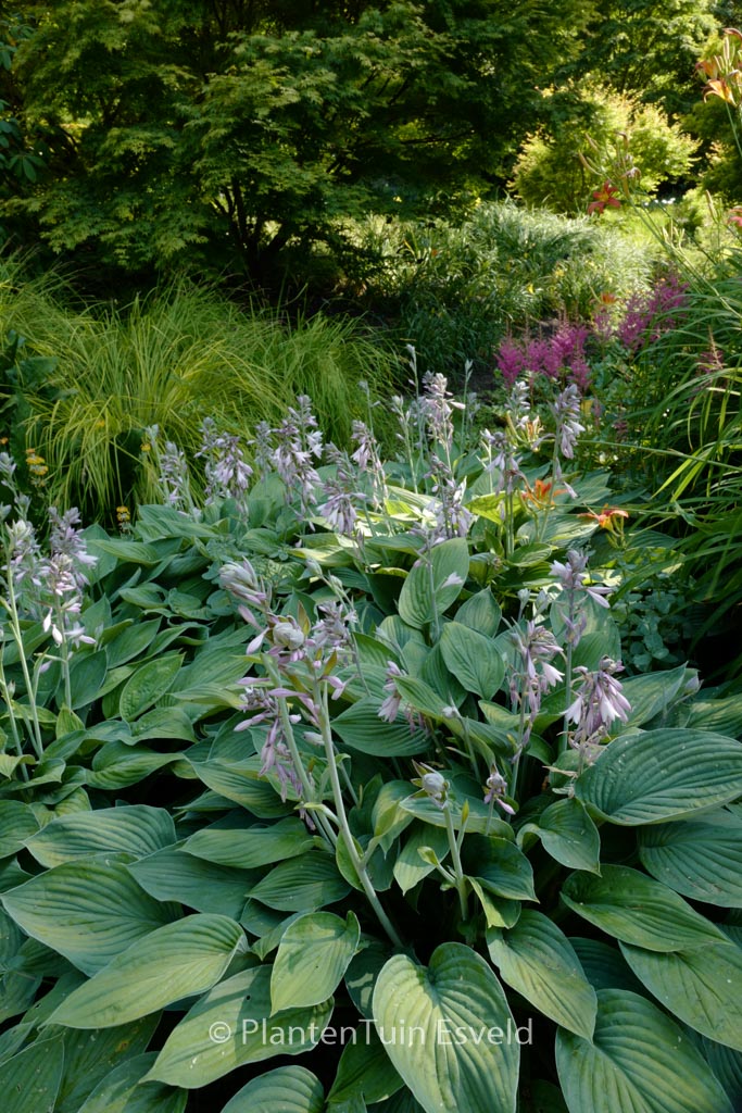 Hosta fortunei 'Hyacinthina'