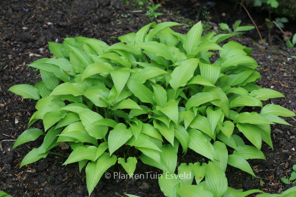 Hosta lancifolia