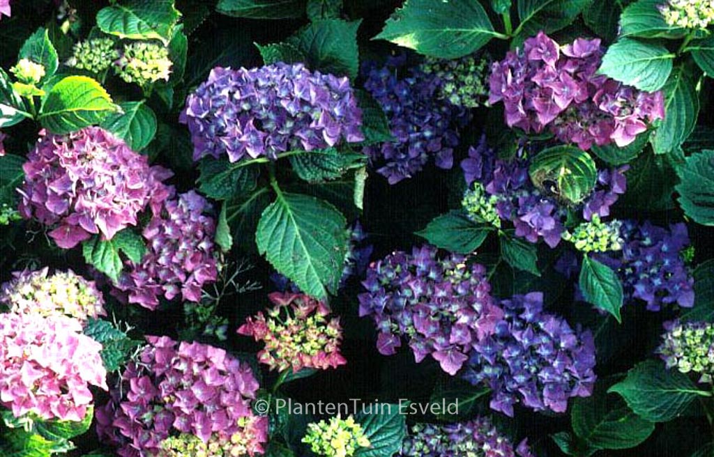 Hydrangea macrophylla 'Adria'
