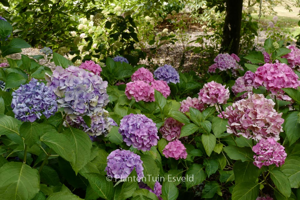 Hydrangea macrophylla 'Altona'