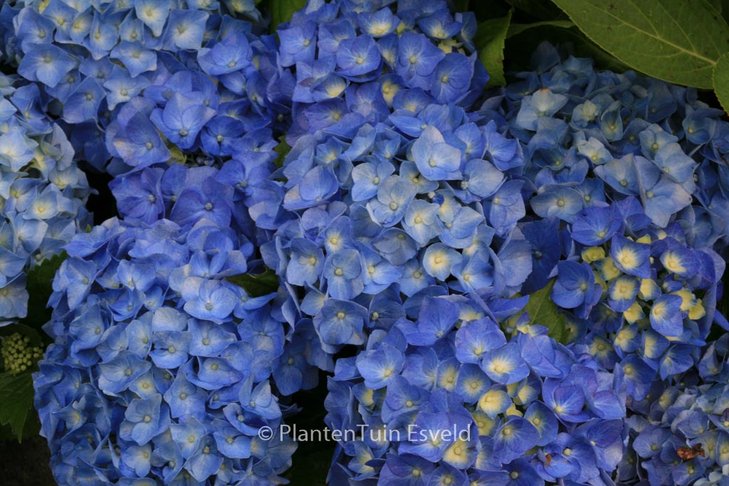 Hydrangea macrophylla 'Bela'