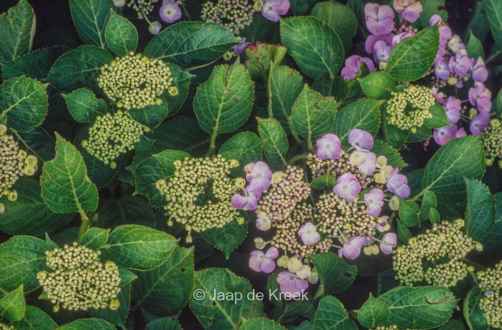 Hydrangea macrophylla 'Bläuling' - Afbeelding 2