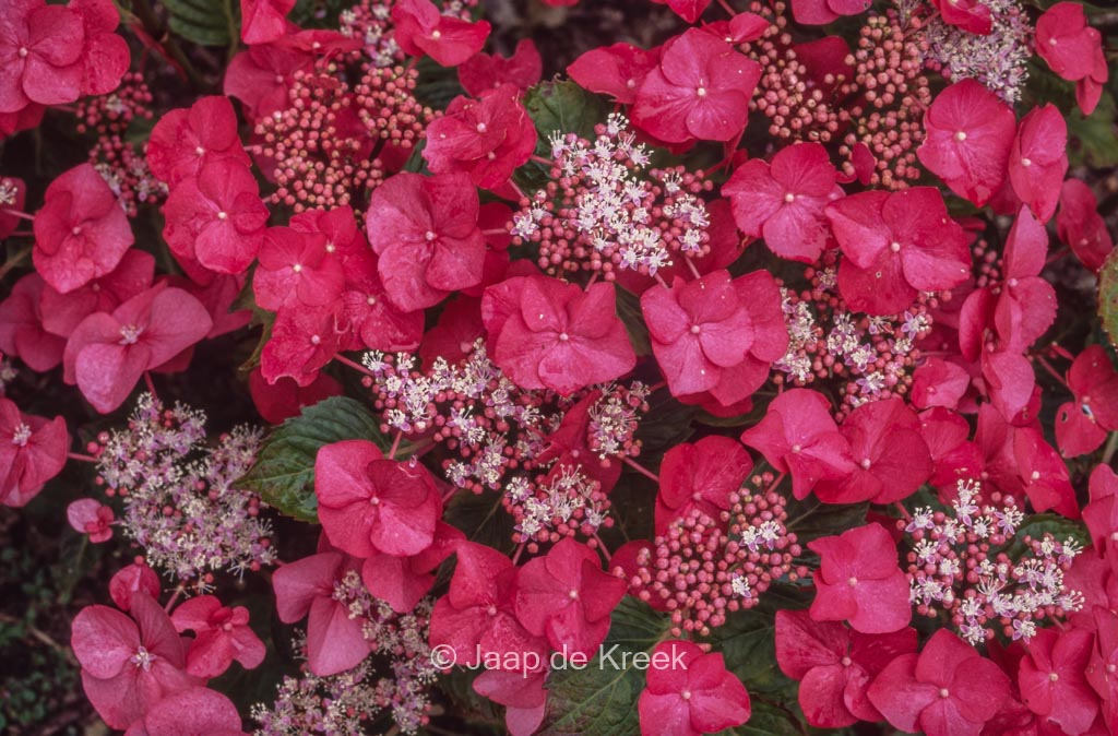 Hydrangea macrophylla 'Bläuling' - Afbeelding 3