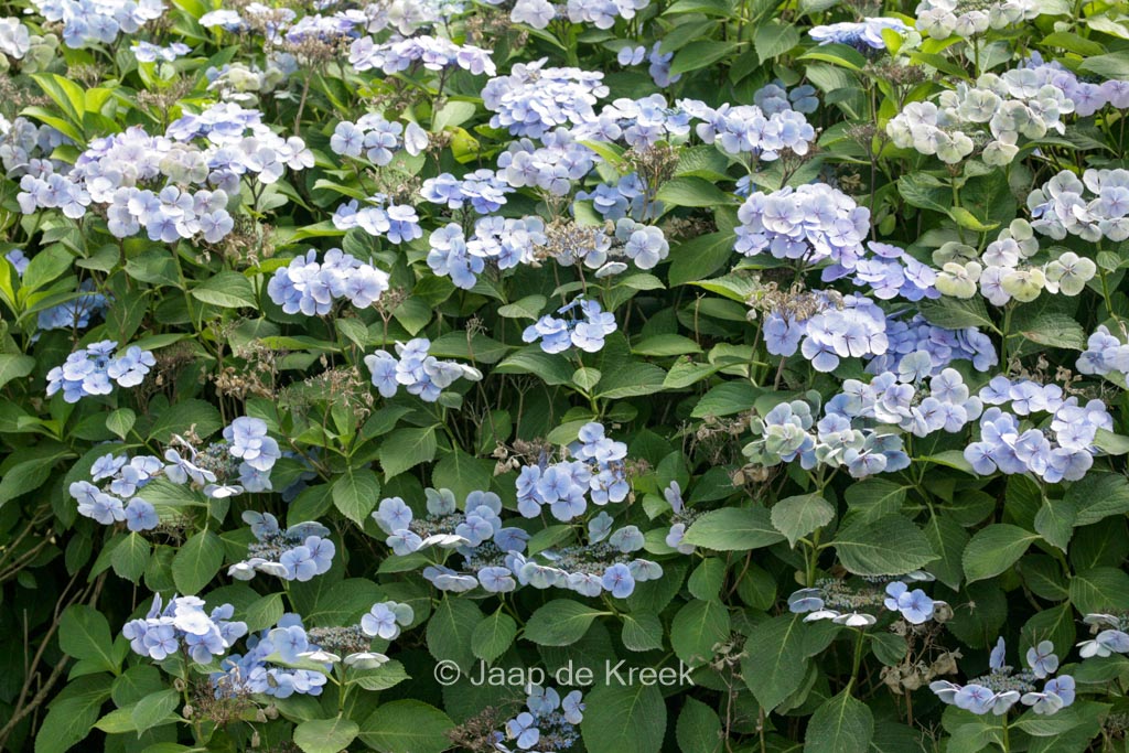 Hydrangea macrophylla 'Bläuling' - Afbeelding 4