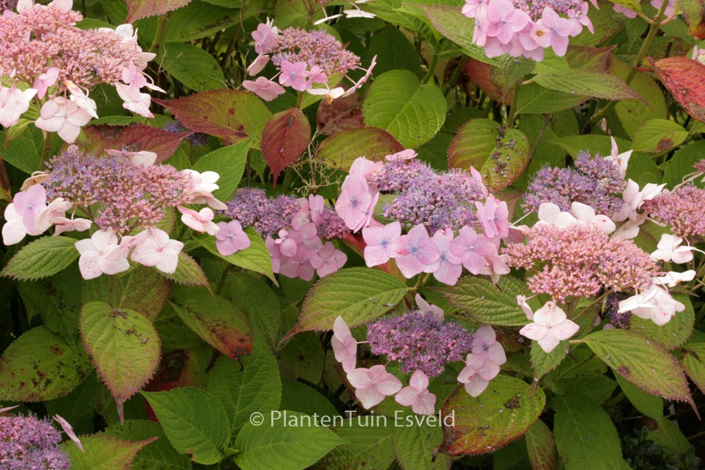 Hydrangea macrophylla 'Dart's Romance'