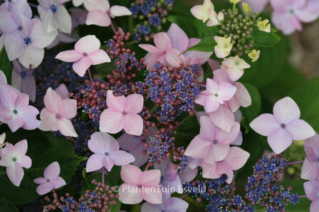 Hydrangea macrophylla 'Dr. Jean Varnier'