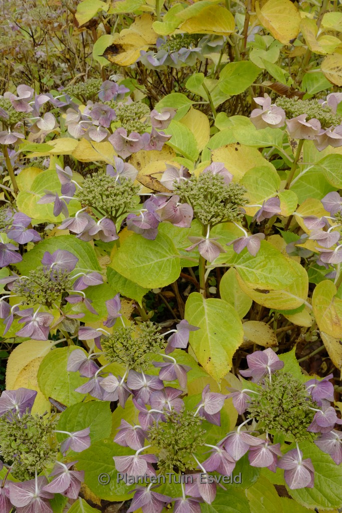 Hydrangea macrophylla 'Eisvogel'