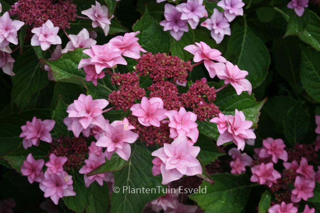 Hydrangea macrophylla 'Etoile Violette'
