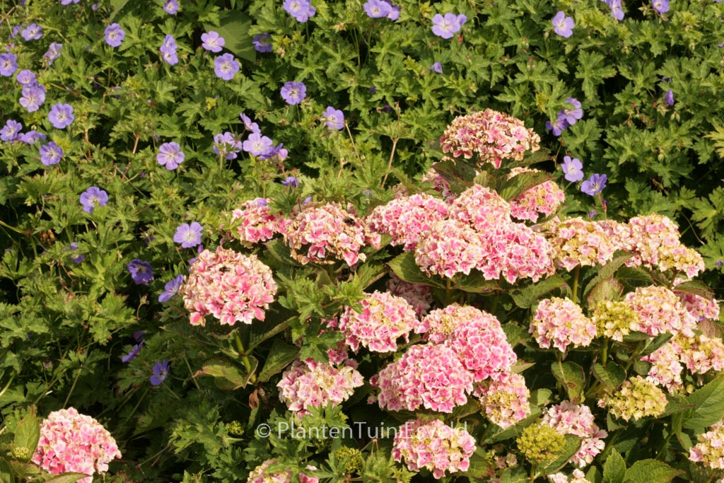 Hydrangea macrophylla 'Frau Mariko'