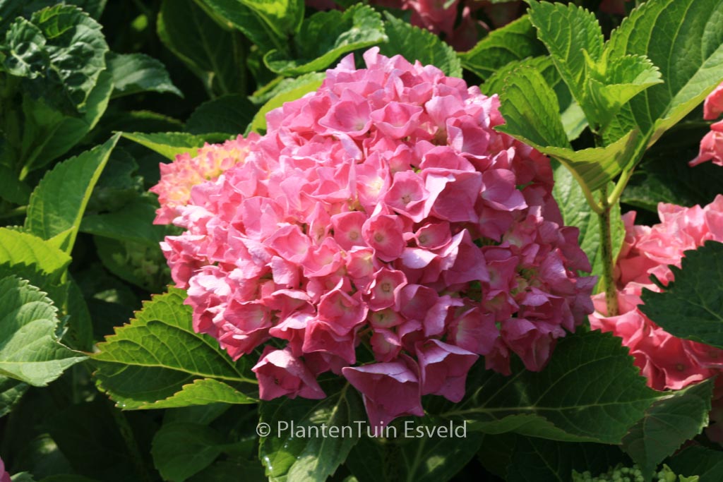Hydrangea macrophylla 'Freudenstein'