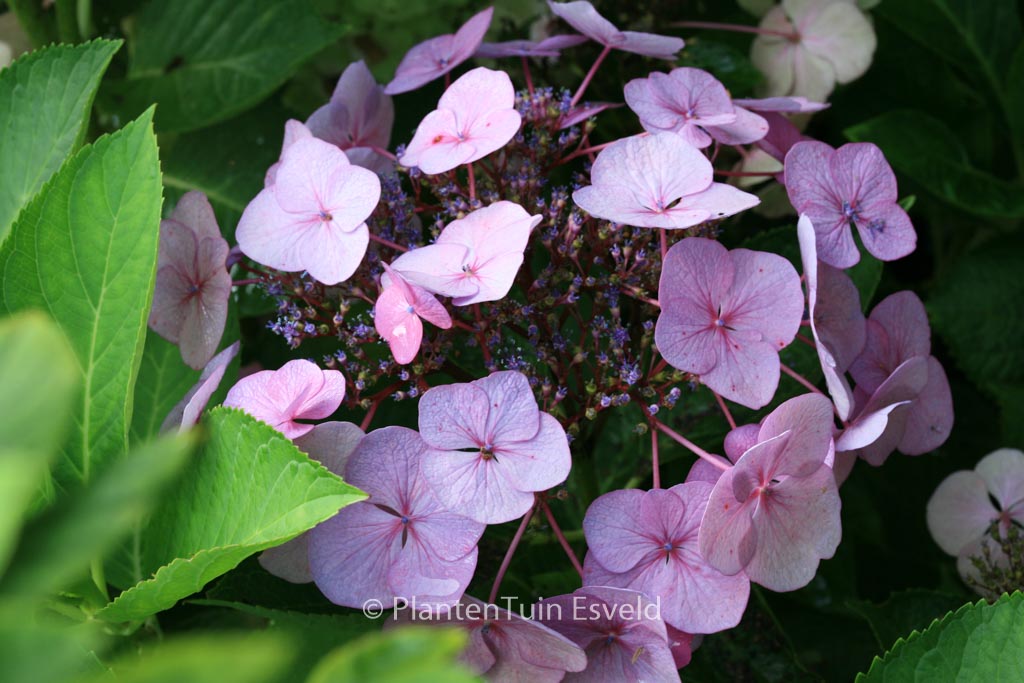 Hydrangea macrophylla 'Geoffrey Chadbund'