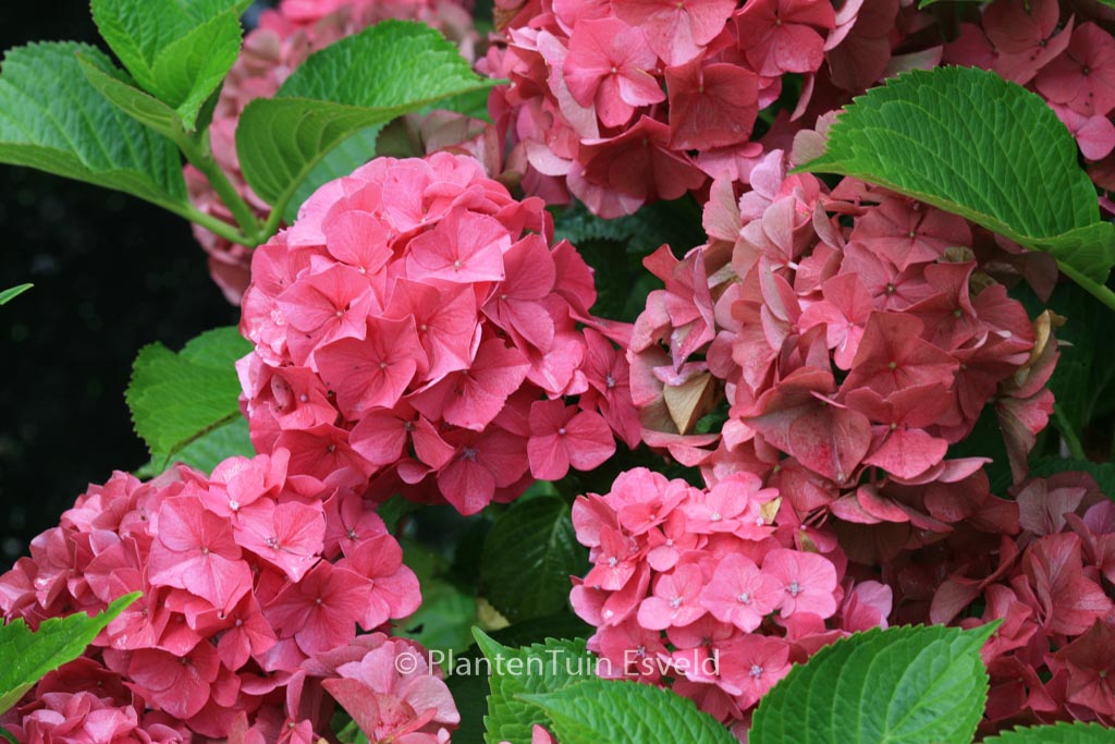 Hydrangea macrophylla 'Glowing Embers'