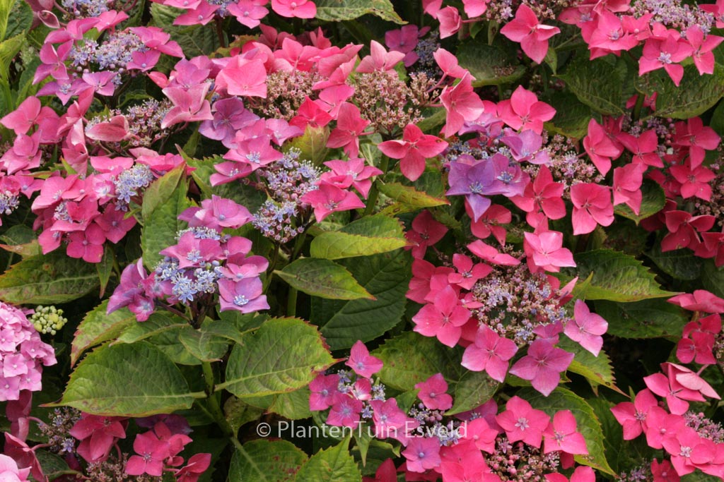Hydrangea macrophylla 'Kardinal'