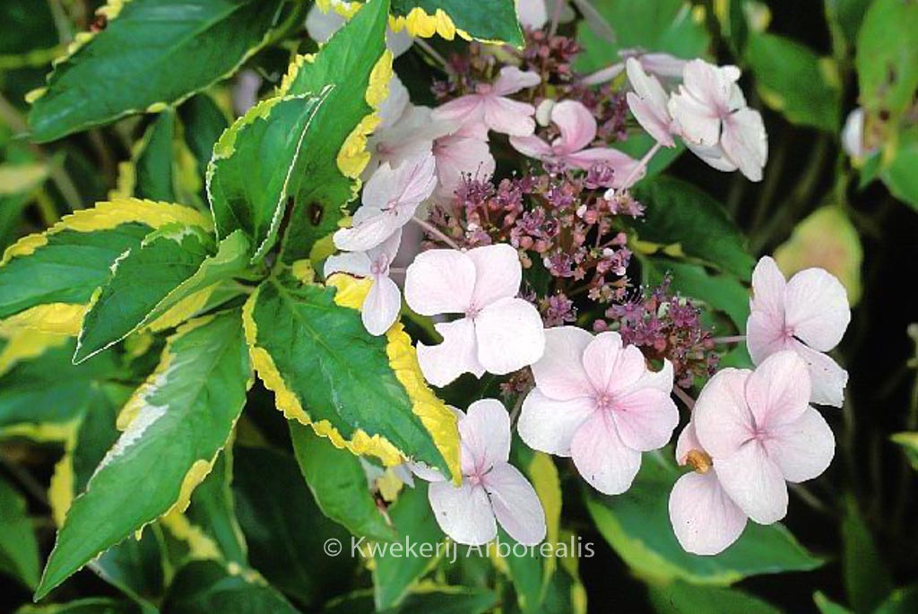 Hydrangea macrophylla 'Lemon Wave'