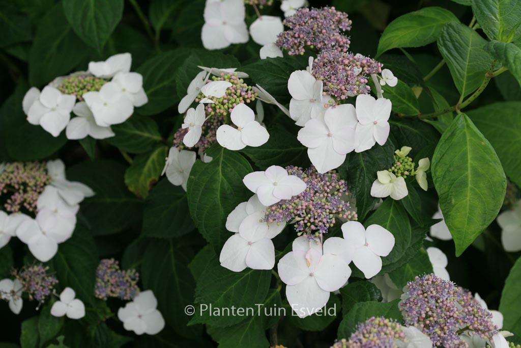 Hydrangea macrophylla 'Mariesii Grandiflora'