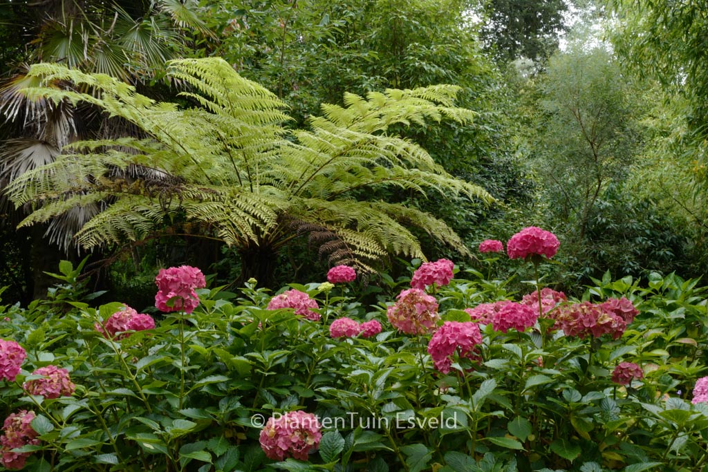 Hydrangea macrophylla 'Masja'