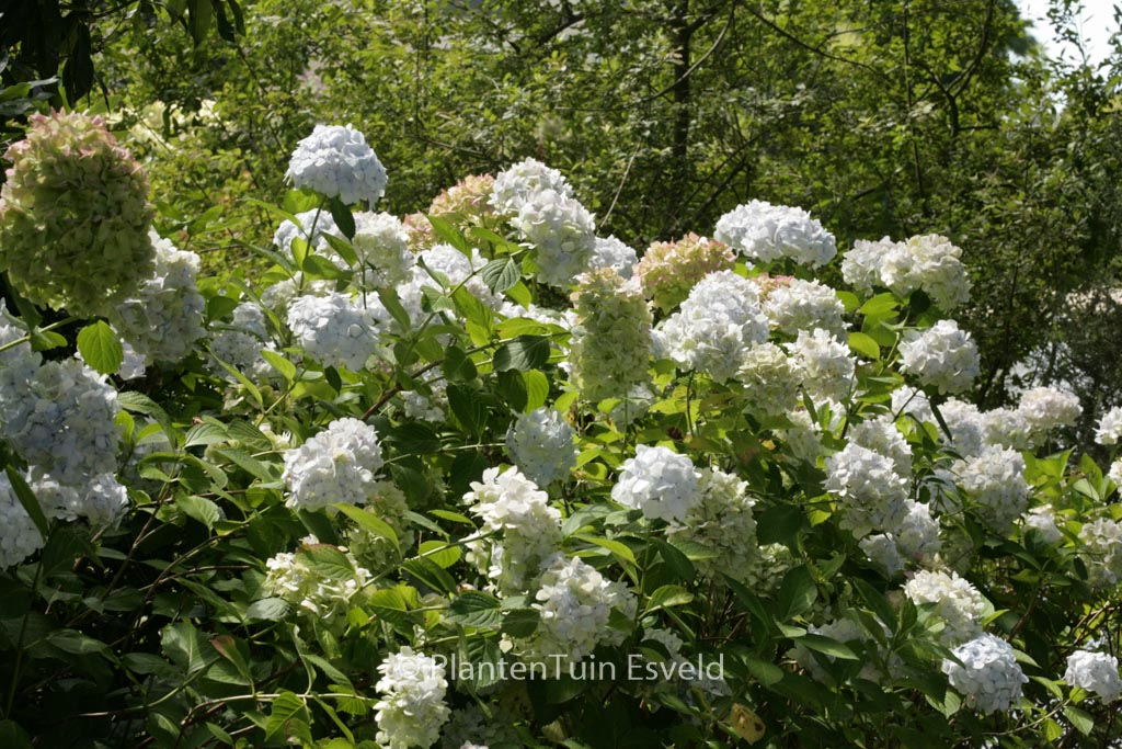 Hydrangea macrophylla 'Mme. E. Mouillere'