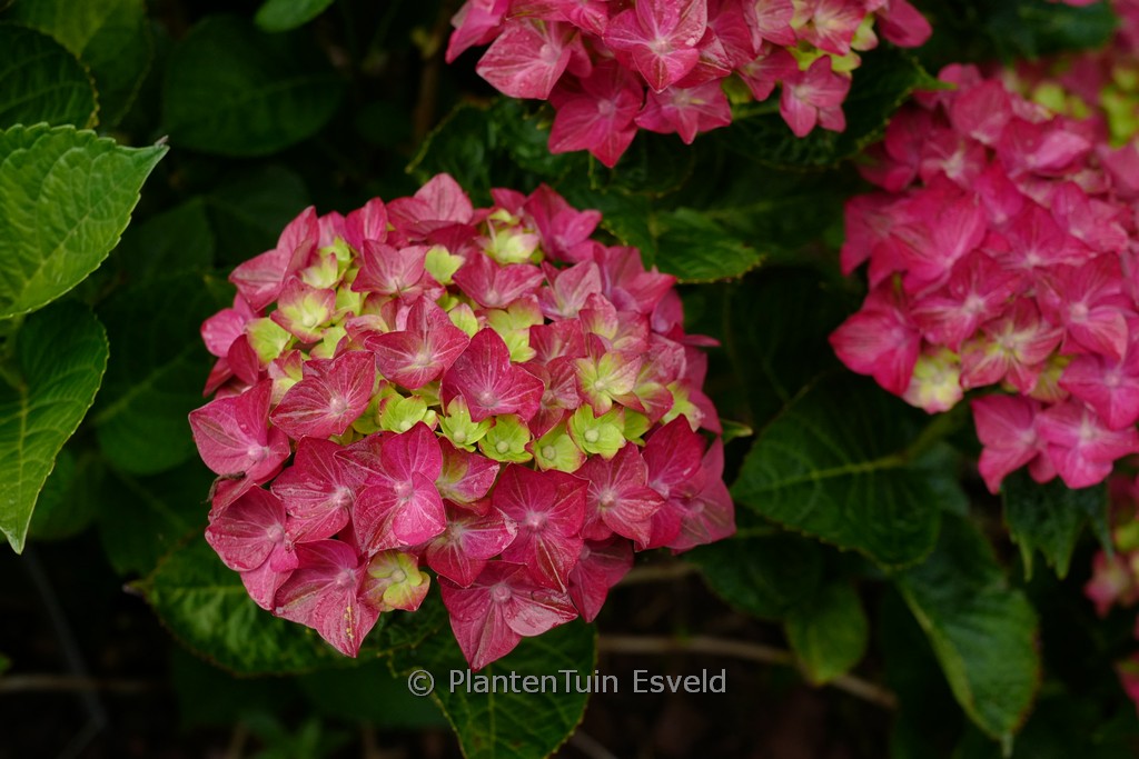 Hydrangea macrophylla 'Rosso Glory'