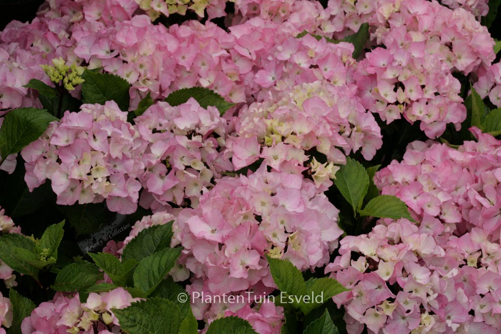 Hydrangea macrophylla 'Schloss Zuschendorf'